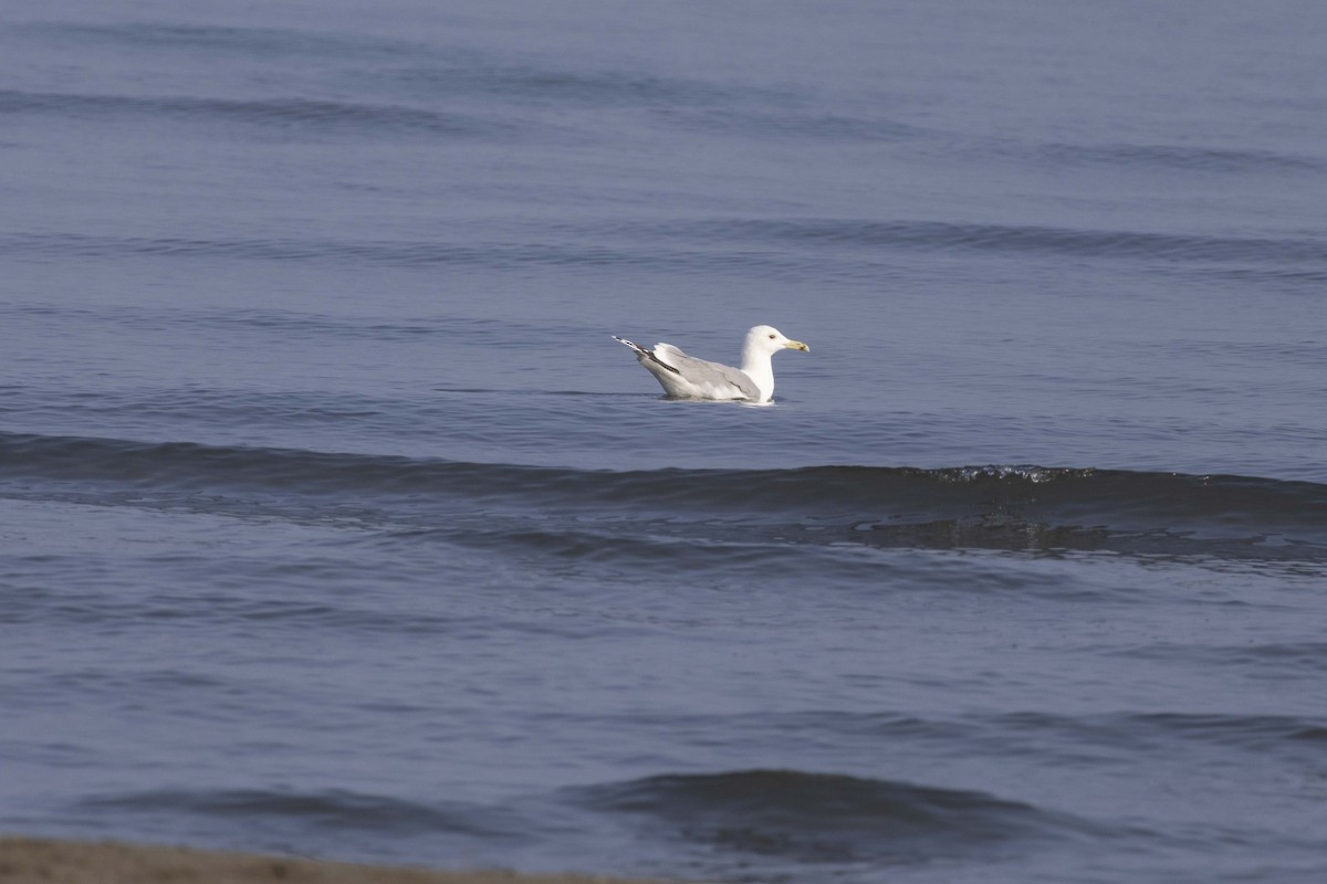 Мартин жовтоногий - ML647118359