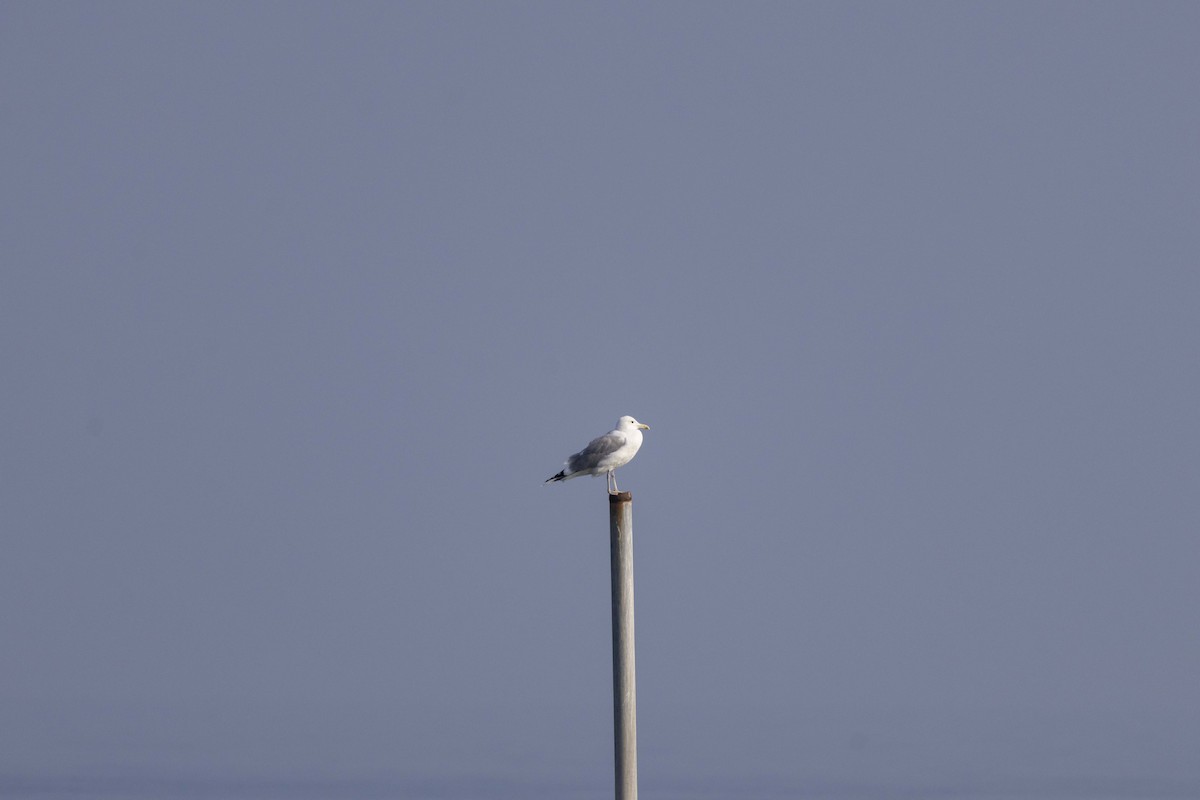 Мартин жовтоногий - ML647118360