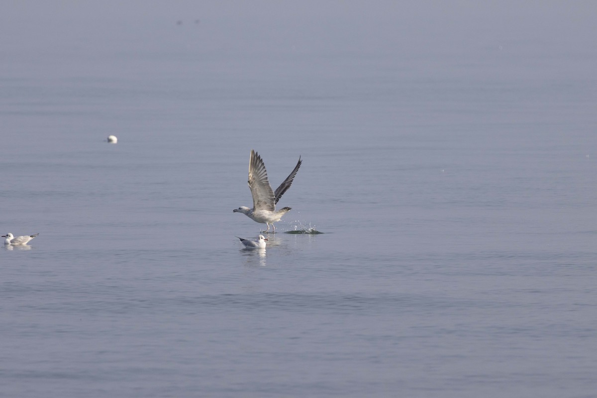 Мартин жовтоногий - ML647118361