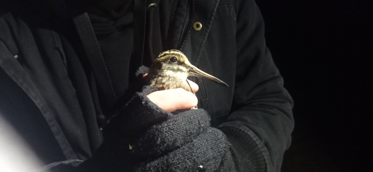 Баранець малий - ML647118362