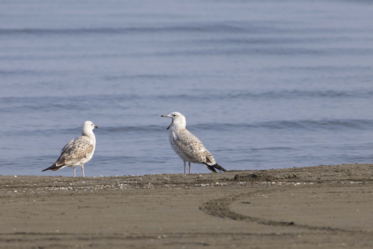 Мартин жовтоногий - ML647118363