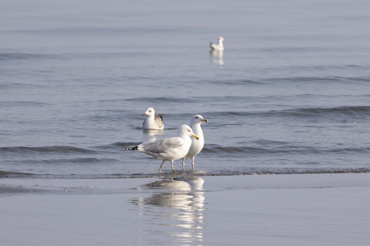 Мартин жовтоногий - ML647118364