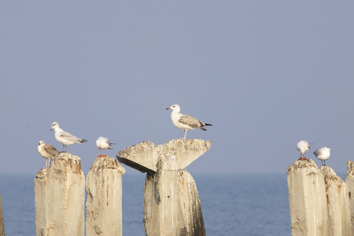 Мартин жовтоногий - ML647118366