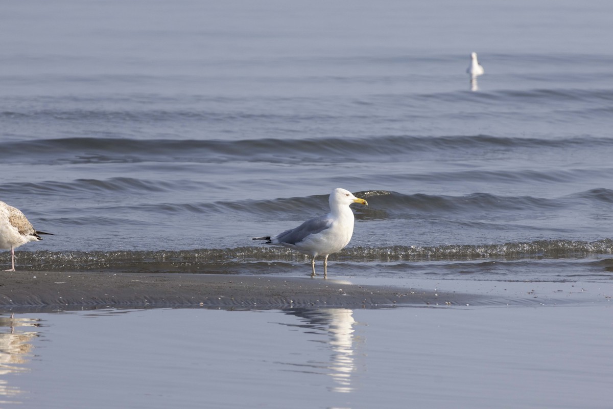 Мартин жовтоногий - ML647118367