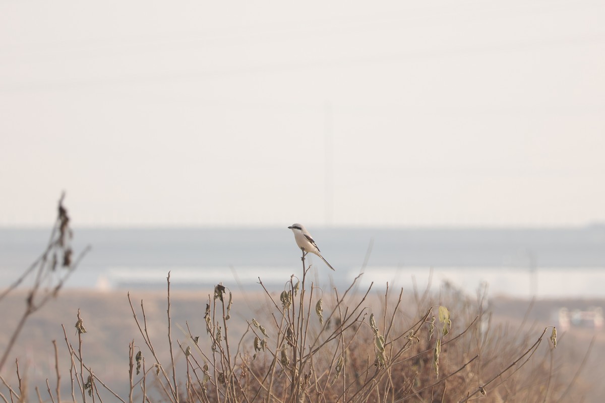 Сорокопуд клинохвостий - ML647118370