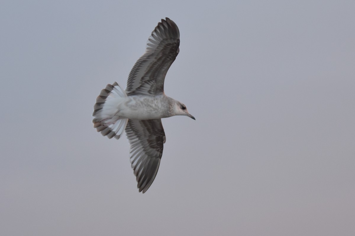 Мартин сивий - ML647118371