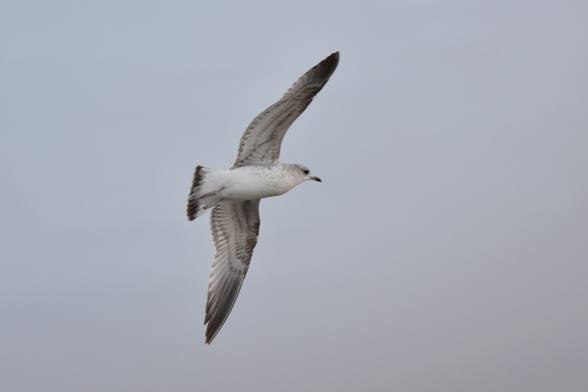 Мартин сивий - ML647118372