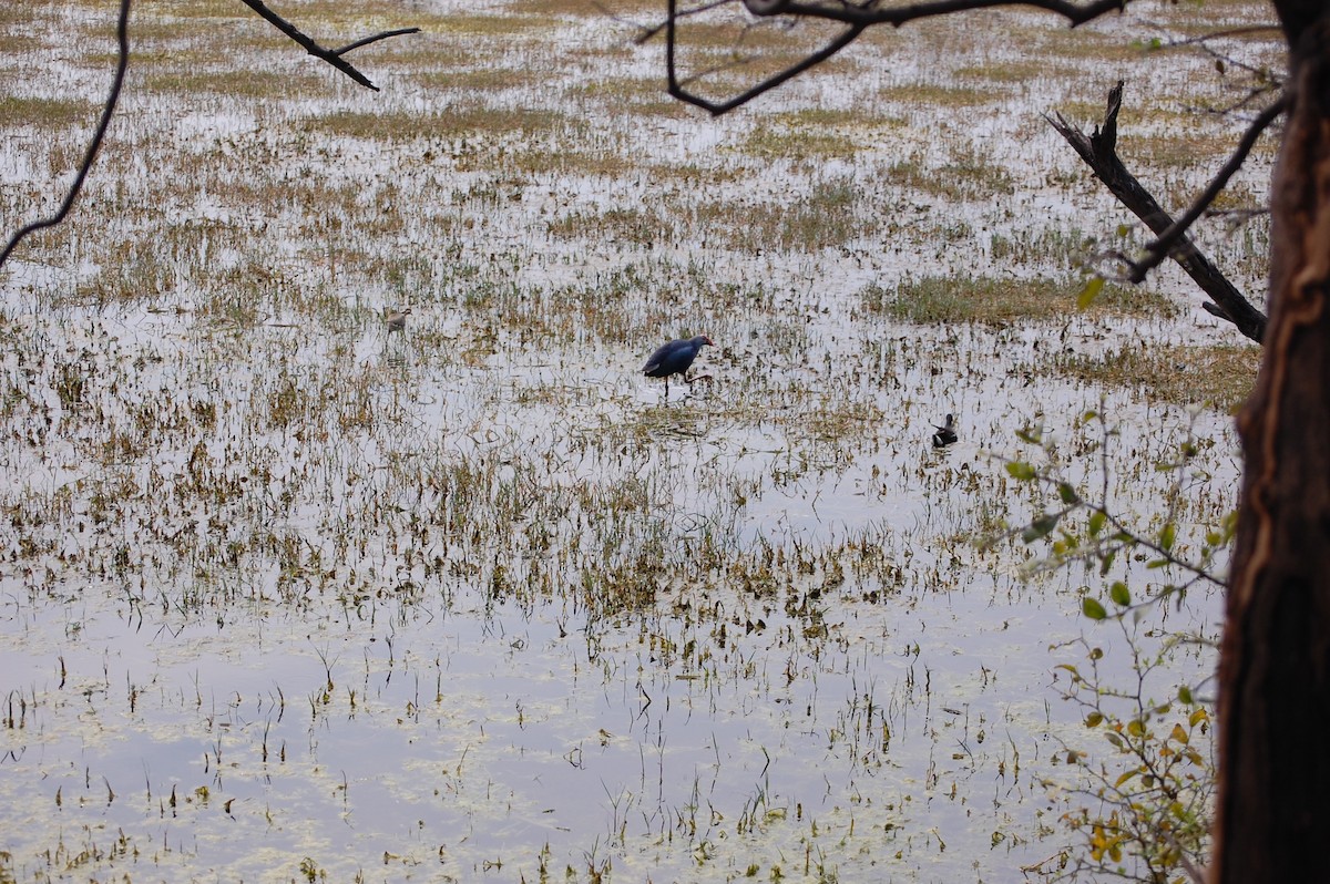 Султанка сіроголова - ML647118373