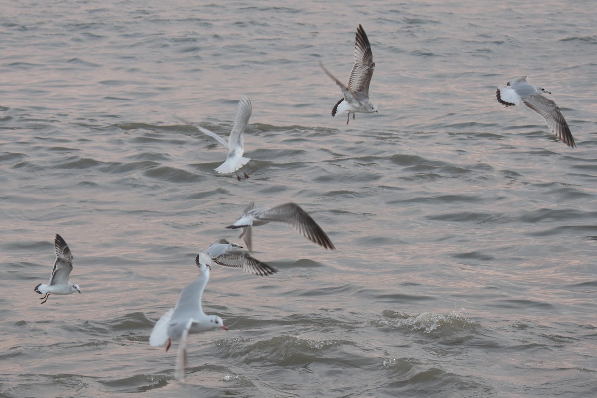 Мартин сивий - ML647118374