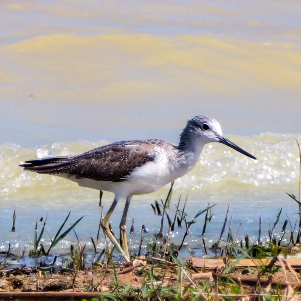 Common Greenshank - ML647118375