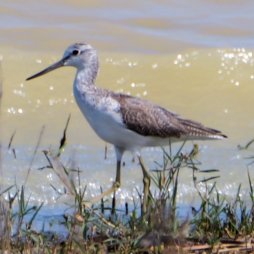 Common Greenshank - ML647118376