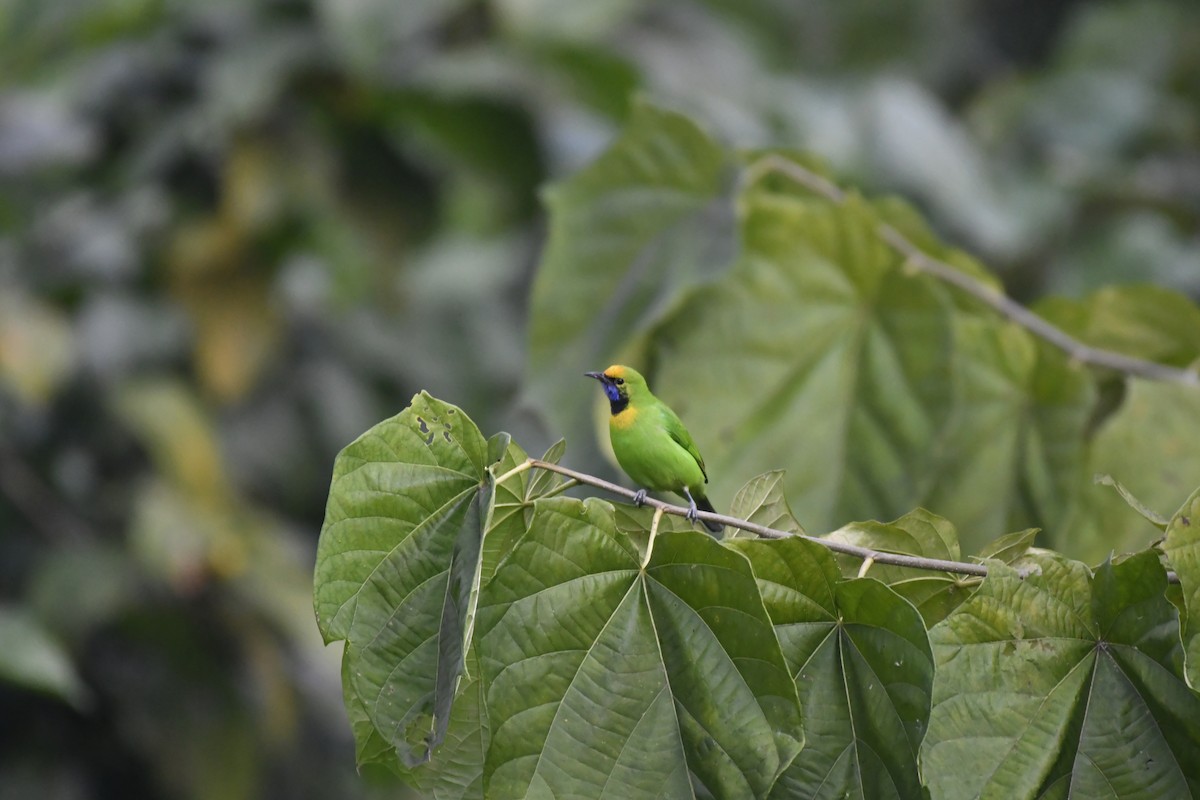 Golden-fronted Leafbird - ML647118380