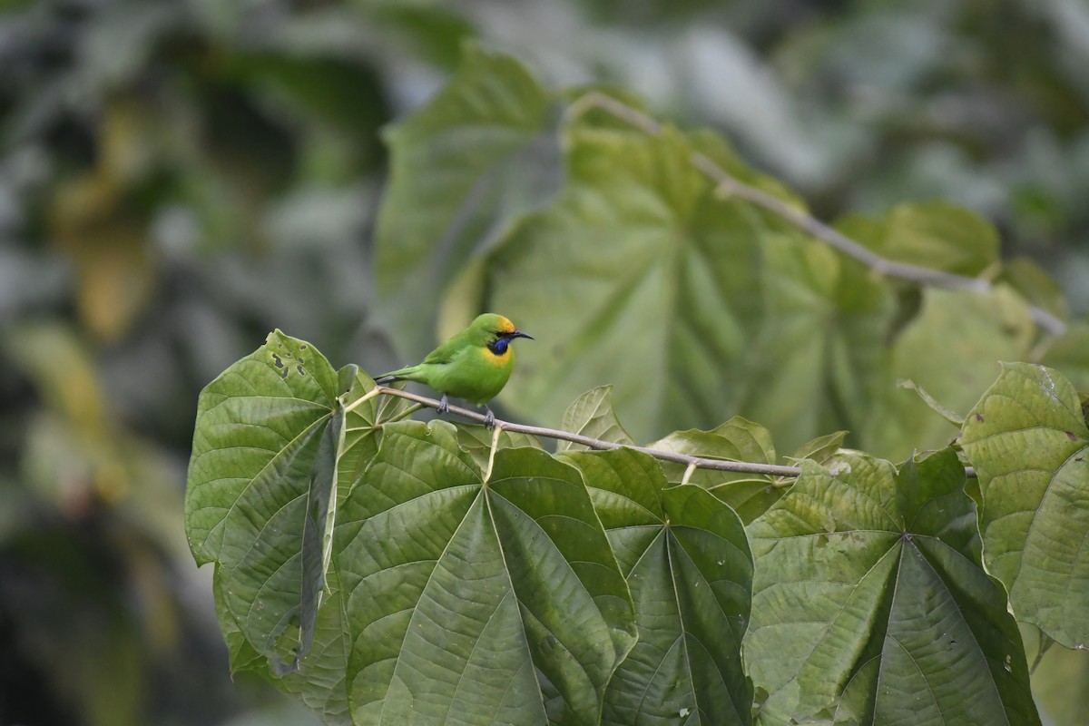 Goldstirn-Blattvogel - ML647118381