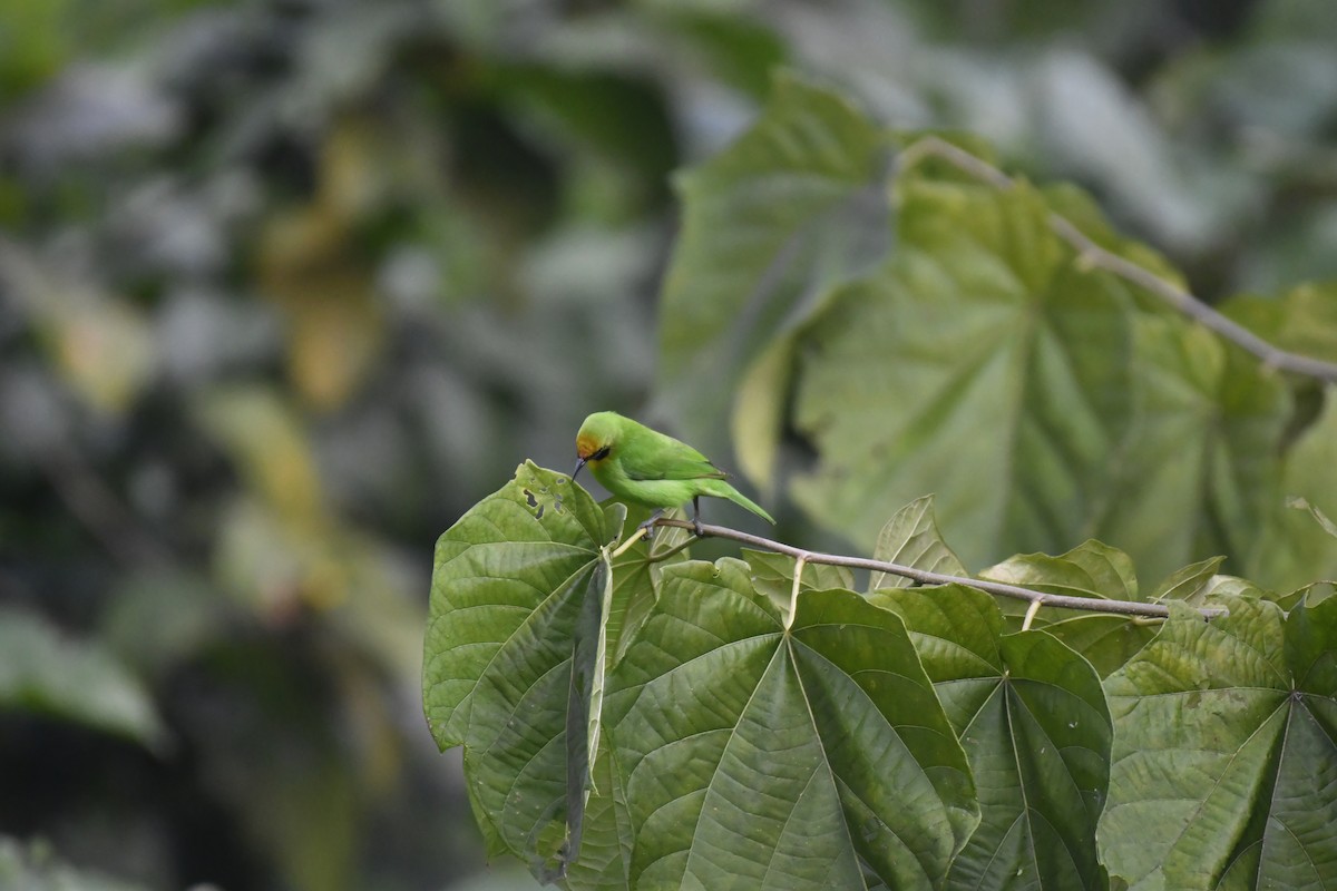 Goldstirn-Blattvogel - ML647118385