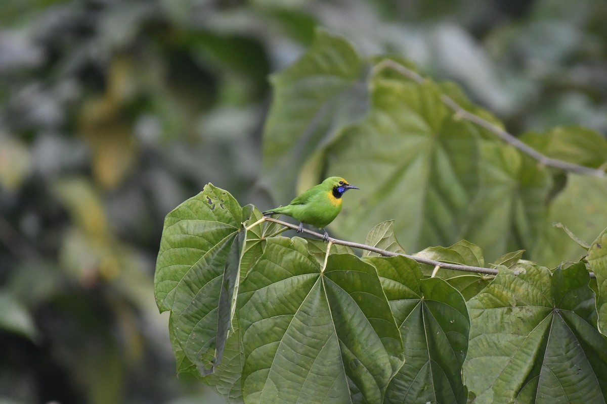 Goldstirn-Blattvogel - ML647118386