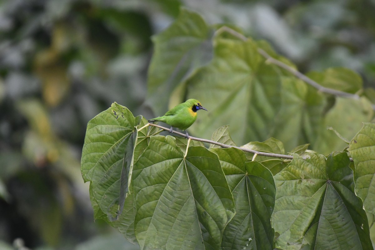 Goldstirn-Blattvogel - ML647118387