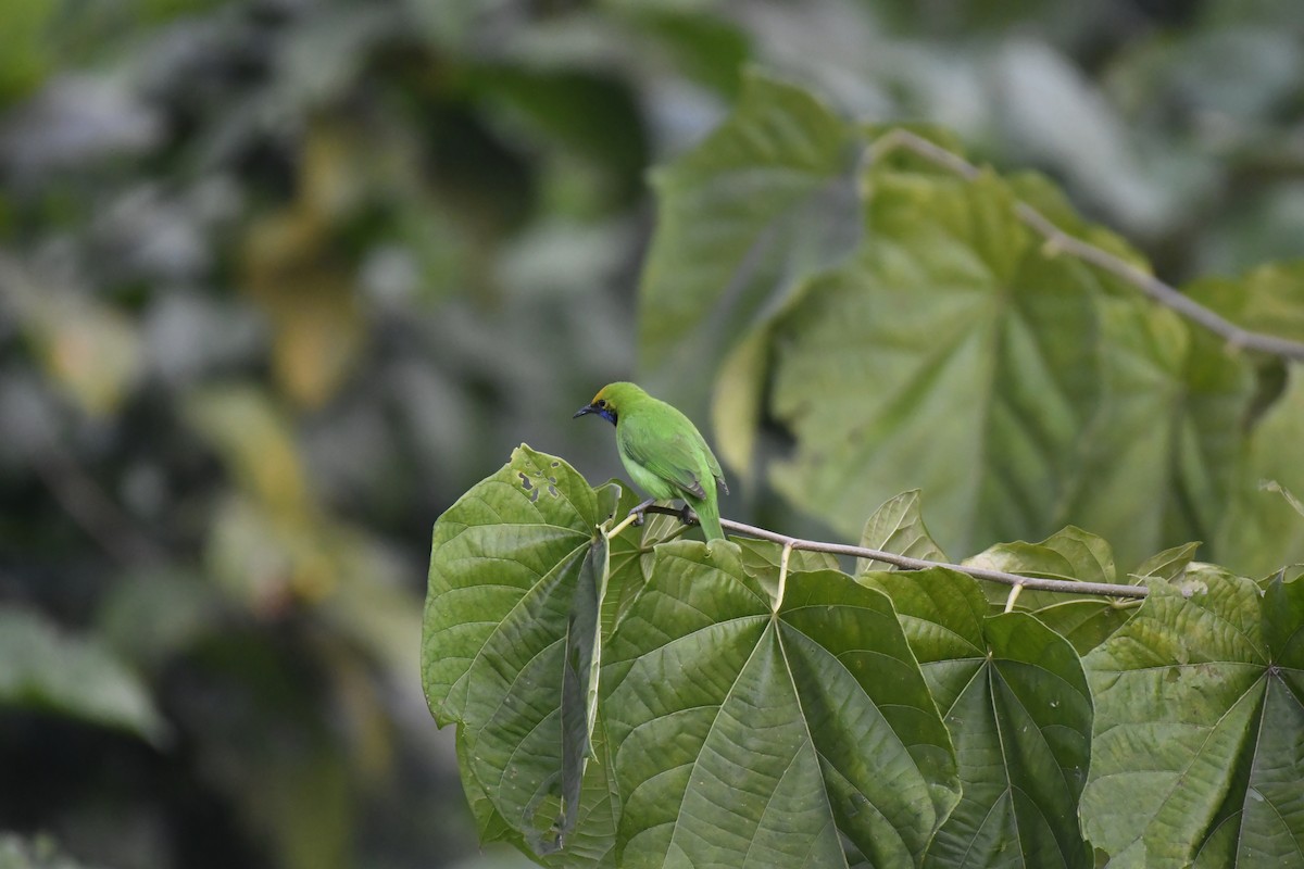 Goldstirn-Blattvogel - ML647118389