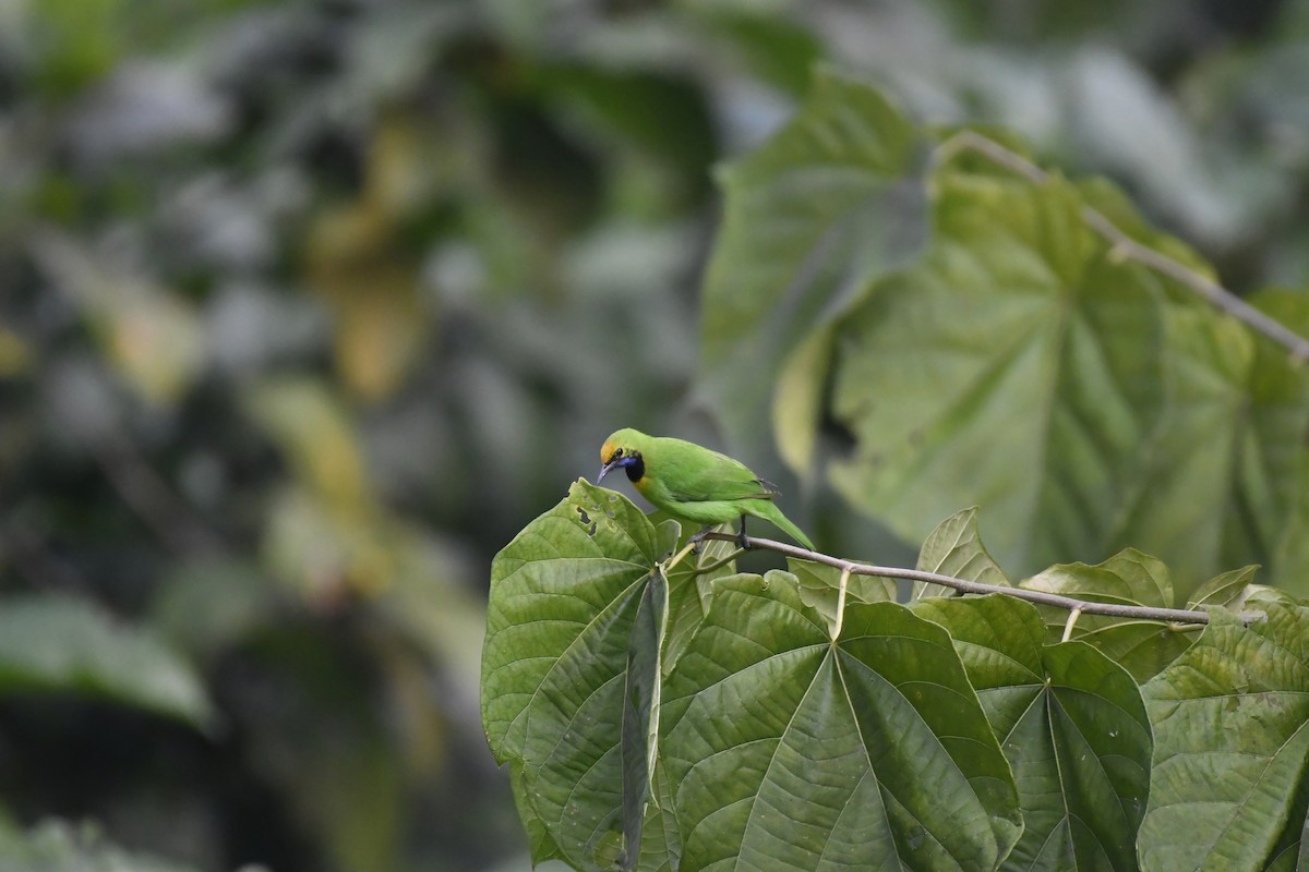 Goldstirn-Blattvogel - ML647118390