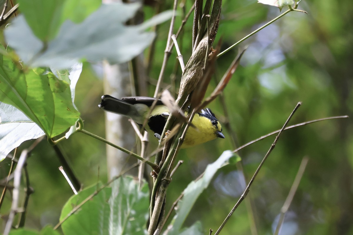 Taiwanmeise - ML647118391