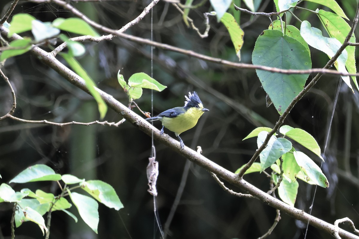 Taiwanmeise - ML647118392