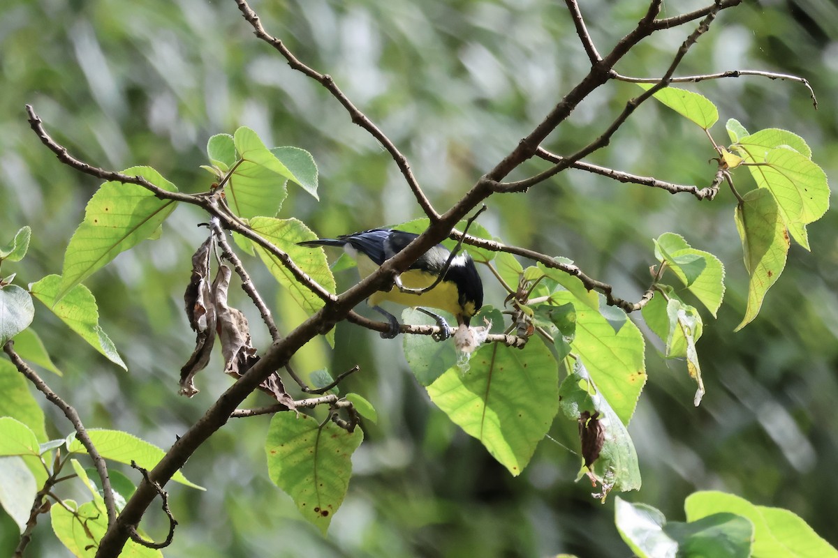 Taiwanmeise - ML647118393