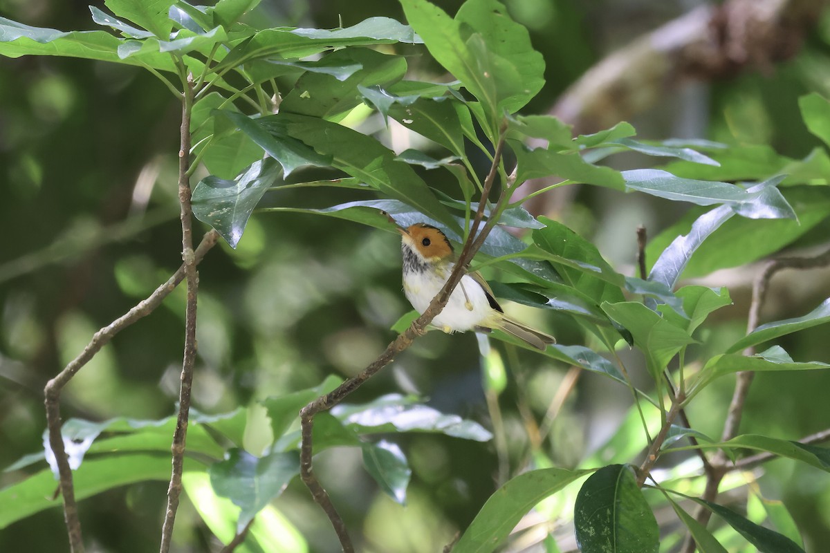 Rostwangen-Dickichtsänger - ML647118394