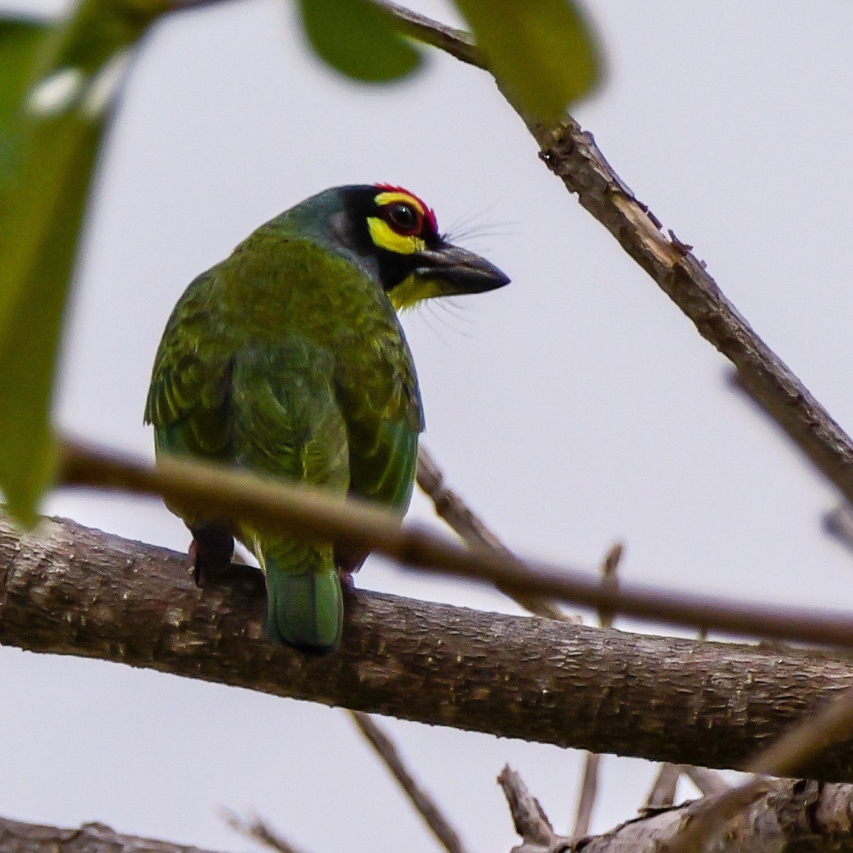 Kupferschmied-Bartvogel - ML647118396