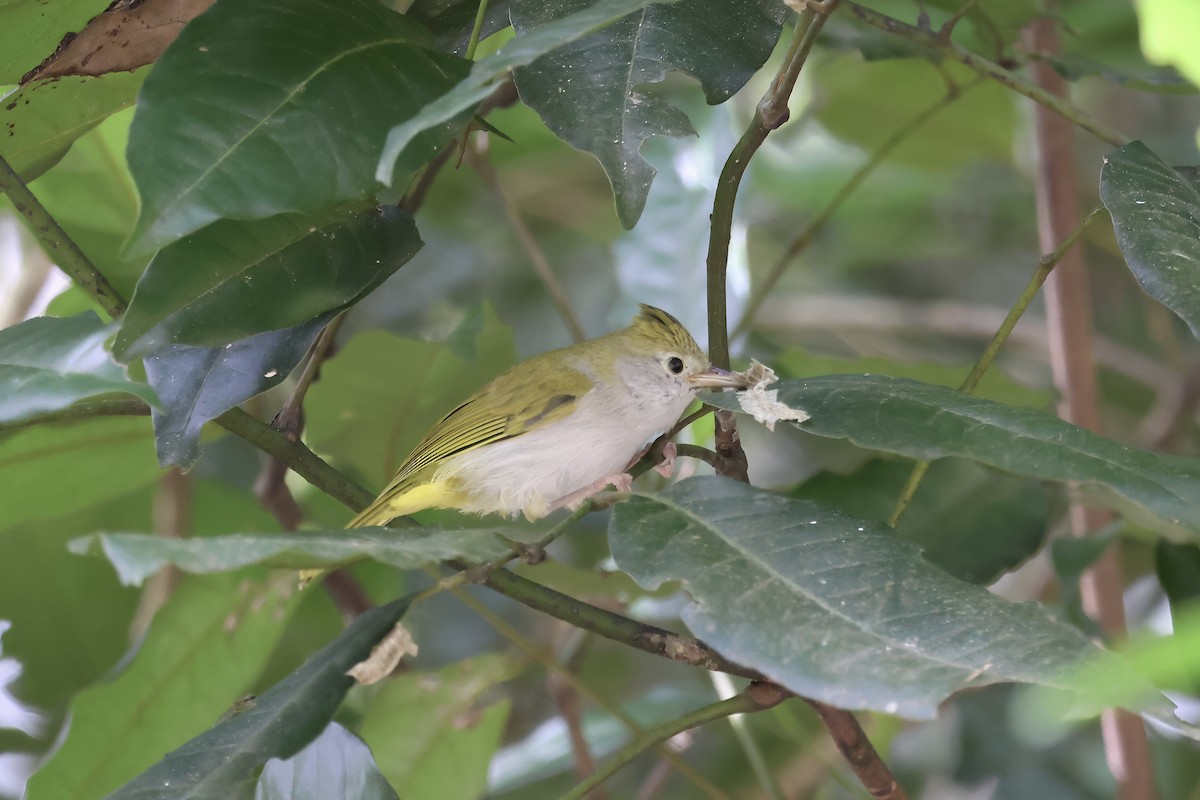 Haubenvireo - ML647118397