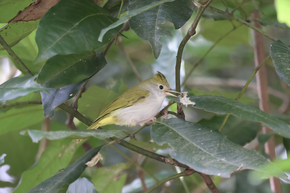 Haubenvireo - ML647118399