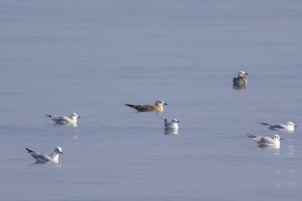 Heringsmöwe - ML647118401