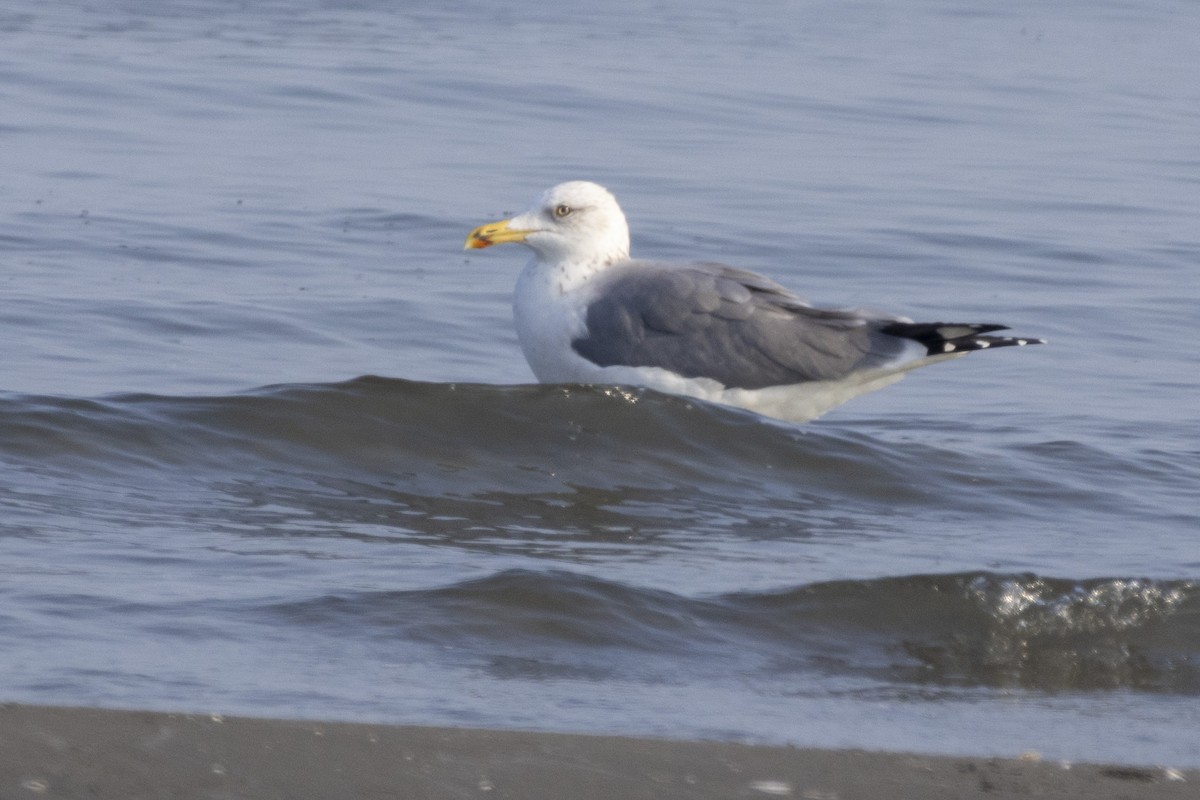 Heringsmöwe - ML647118402