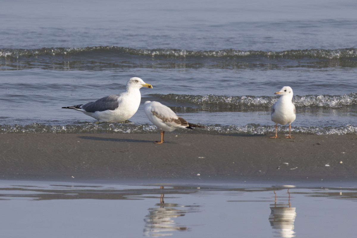 Heringsmöwe - ML647118405