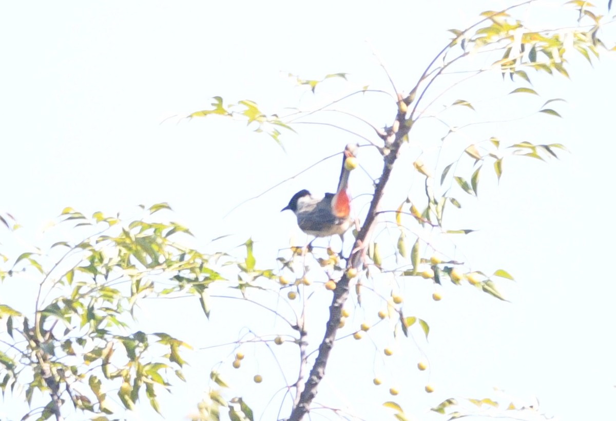 Rußhaubenbülbül - ML647118406