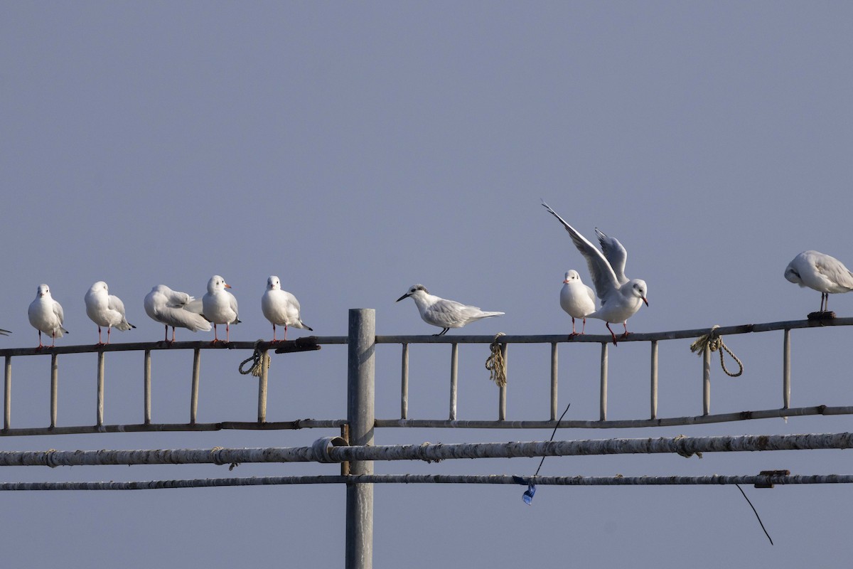 Brandseeschwalbe - ML647118408