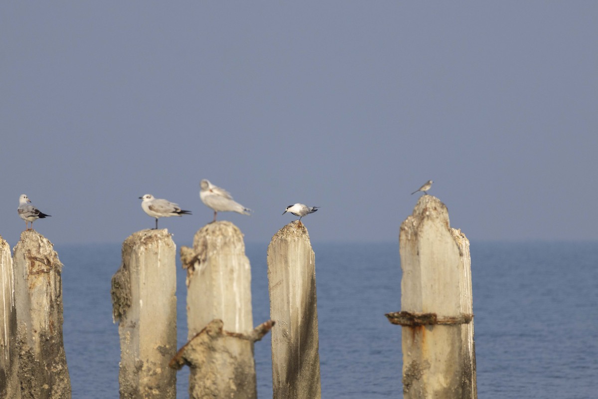 Brandseeschwalbe - ML647118409