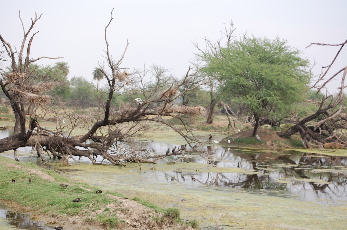 Graureiher - ML647118410