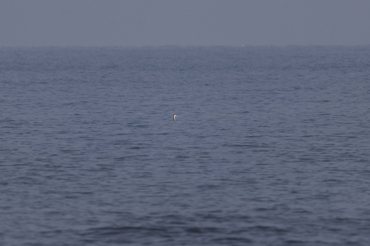 Haubentaucher - ML647118414