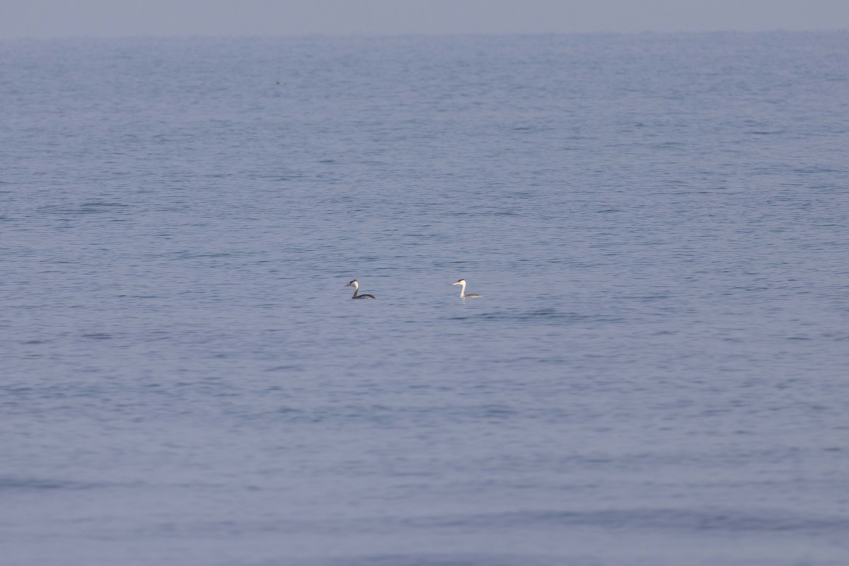 Haubentaucher - ML647118415