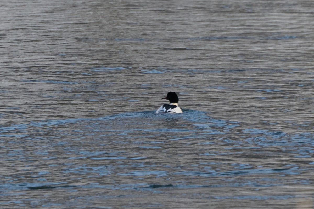 Крех великий - ML647118422