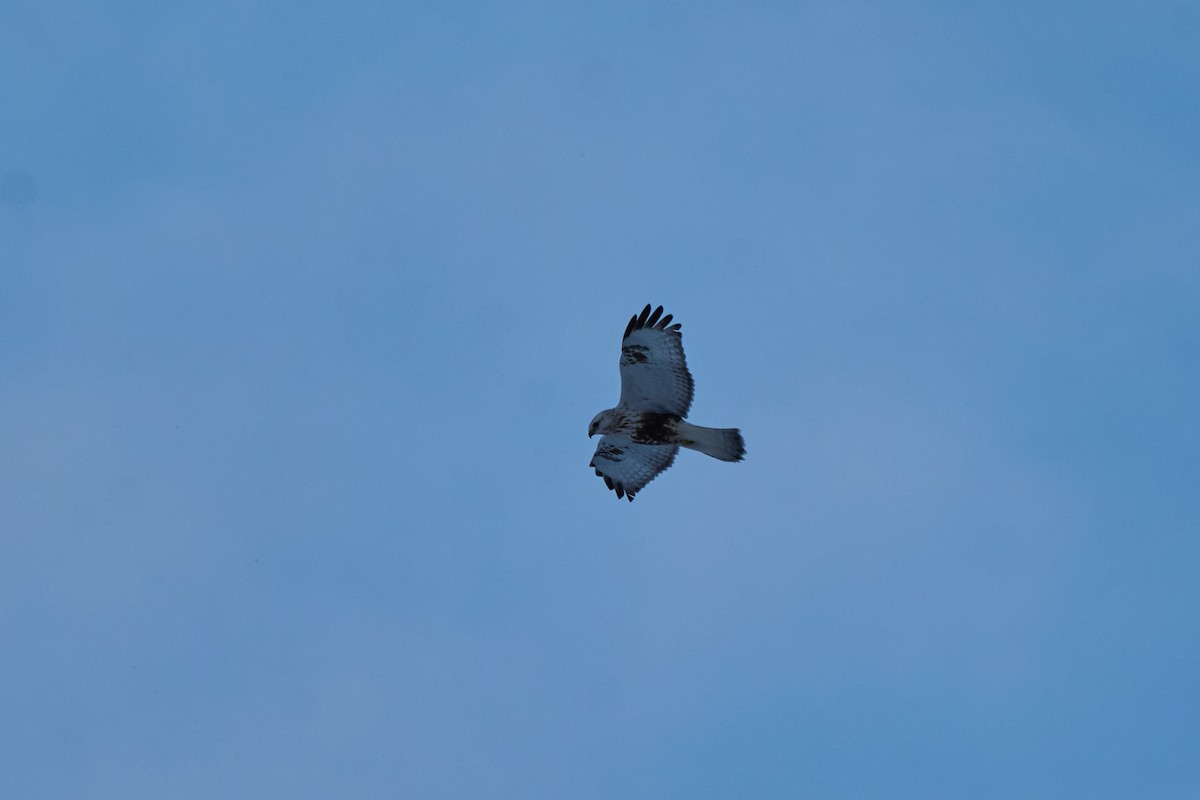 Зимняк - ML647118431