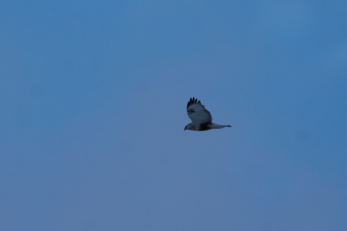 Зимняк - ML647118432