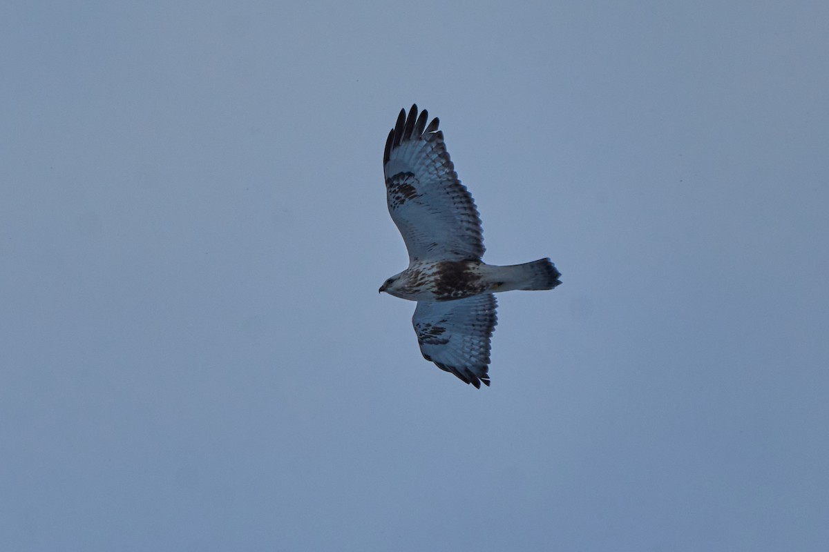 Зимняк - ML647118433