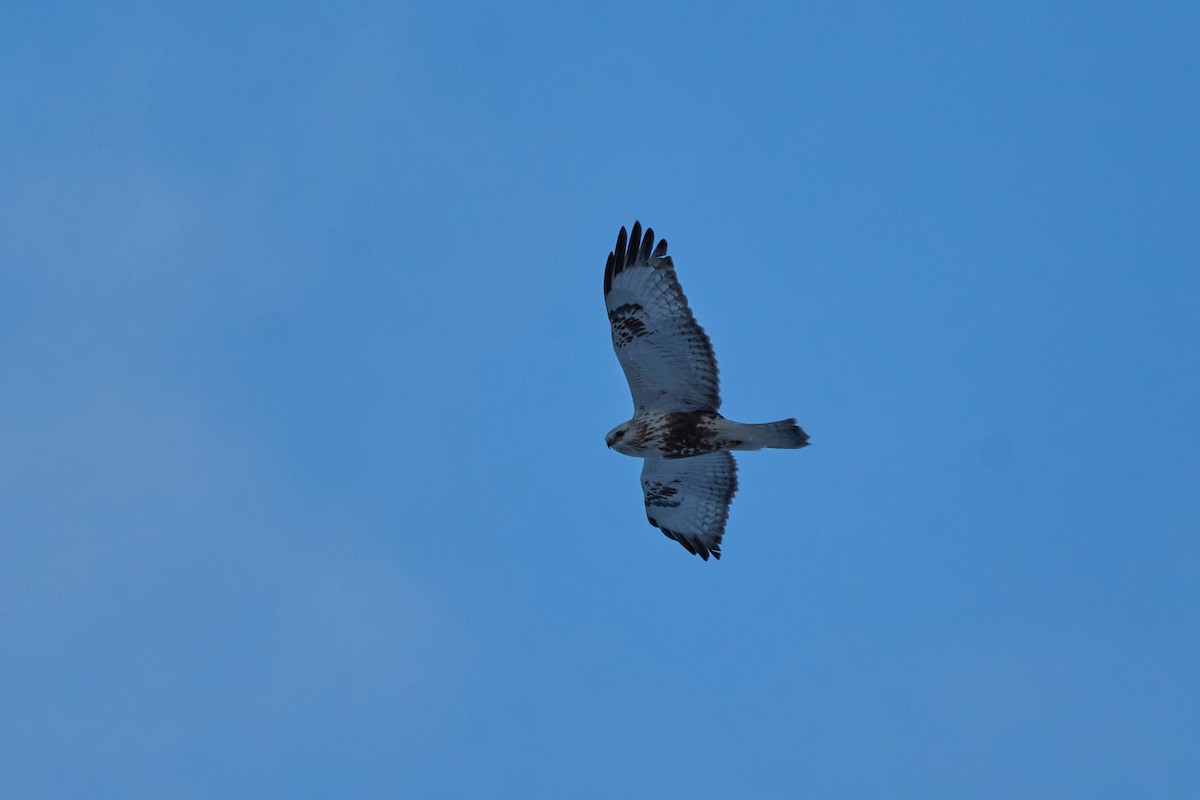 Зимняк - ML647118434