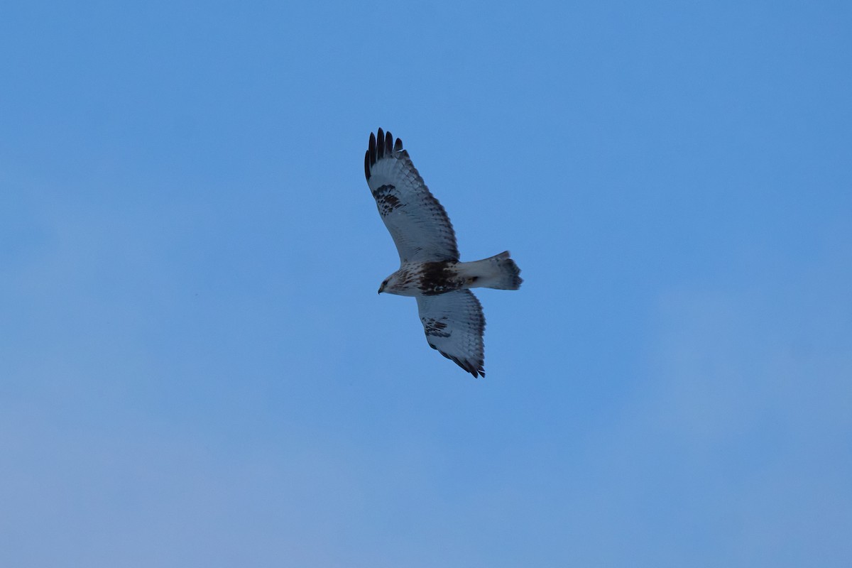 Зимняк - ML647118435