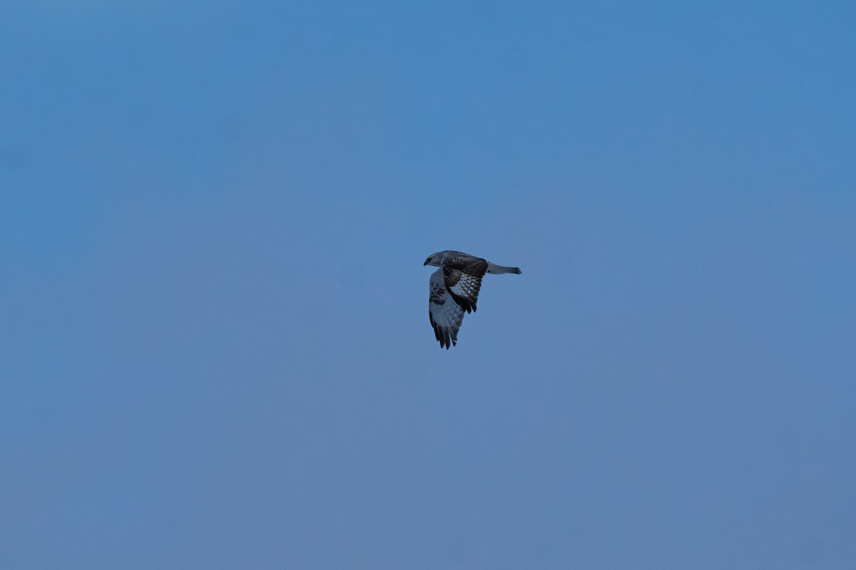 Зимняк - ML647118437