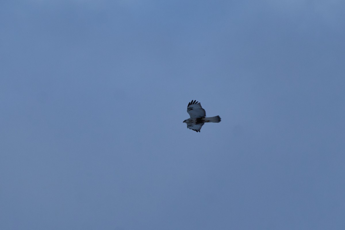 Зимняк - ML647118438