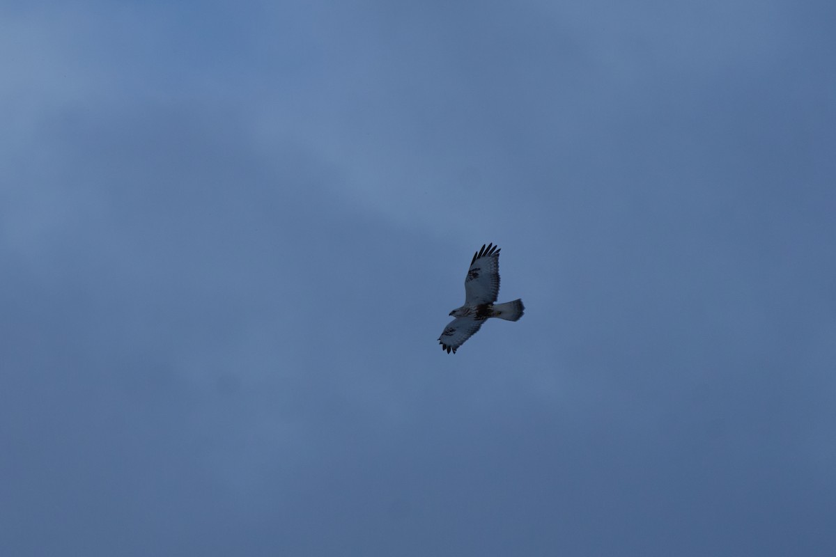 Зимняк - ML647118439