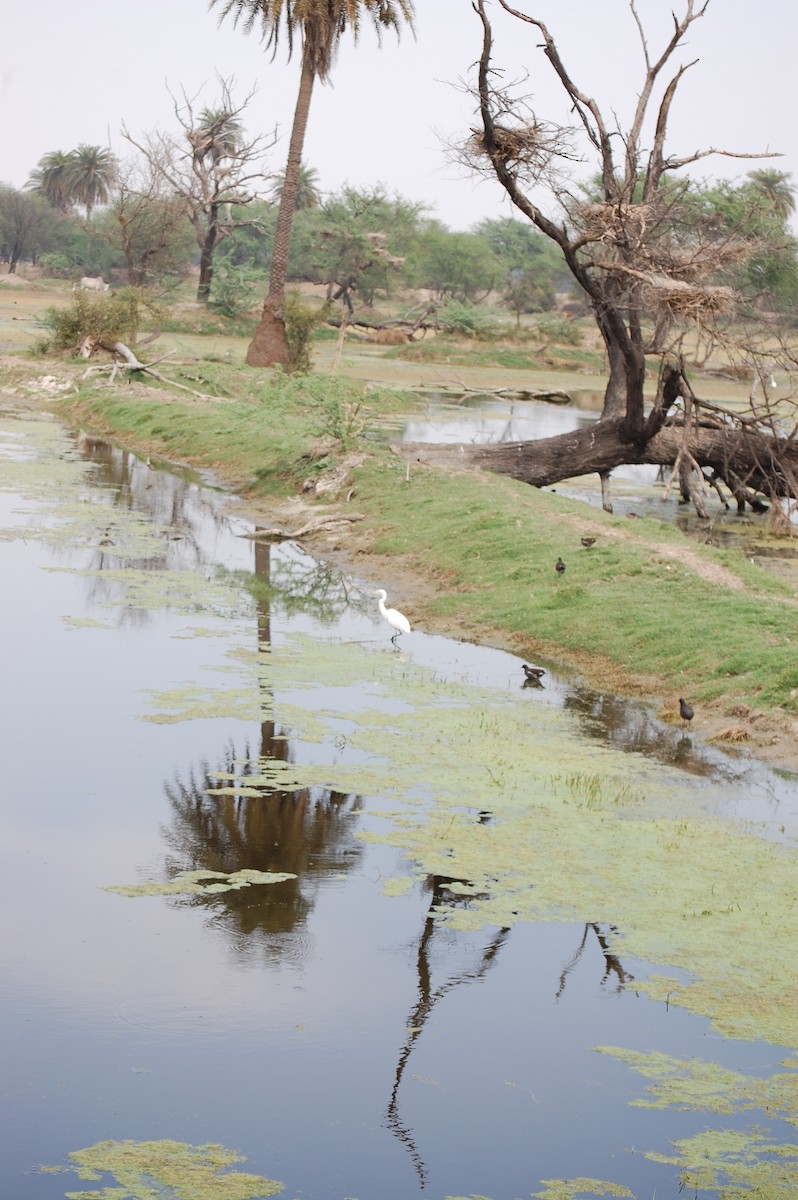 Koartza zuria - ML647118456