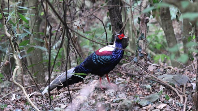 Swinhoe's Pheasant - ML647118462
