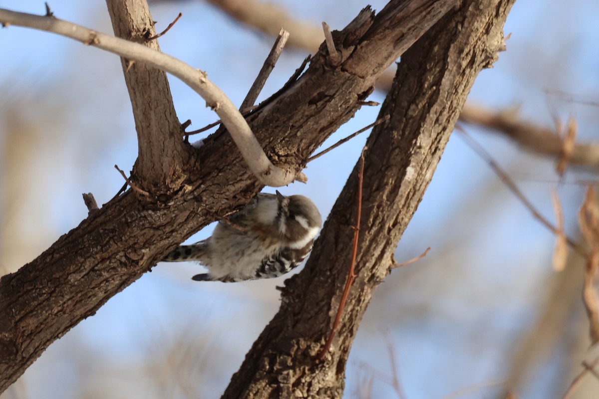 Дятел бурощокий - ML647118476